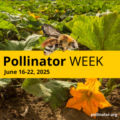 Pollinator Week
